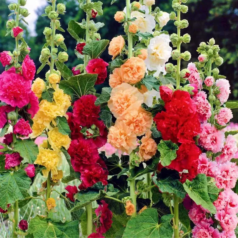 Насіння мальви дворічної