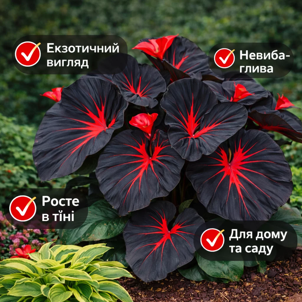 Насіння Caladium