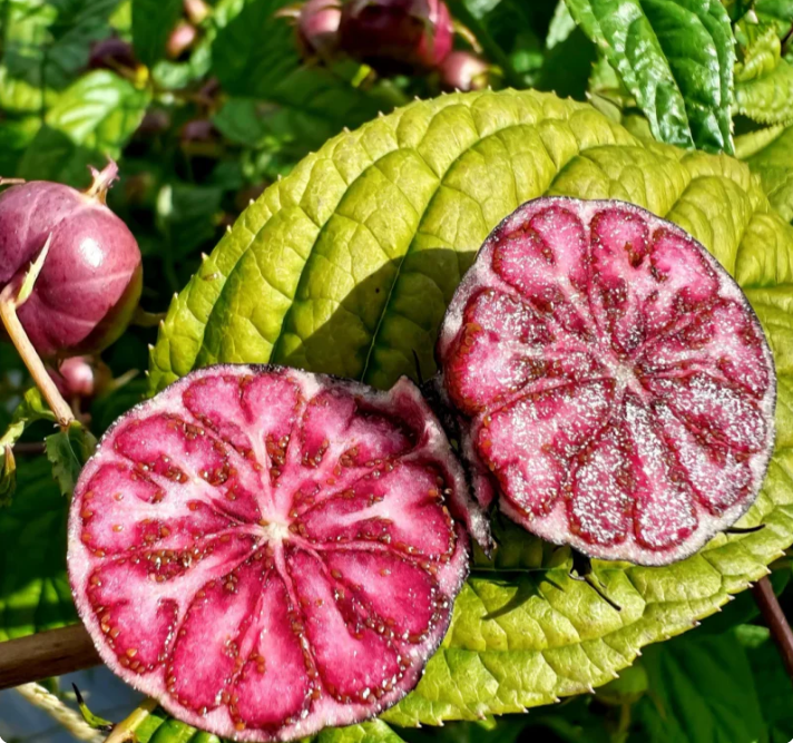 Насіння Червоного женьшень  - чарівний фрукт, немов перлина